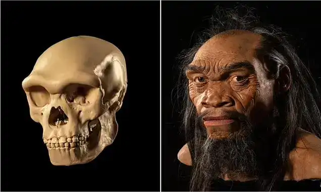 شكل وجه الإنسان القديم