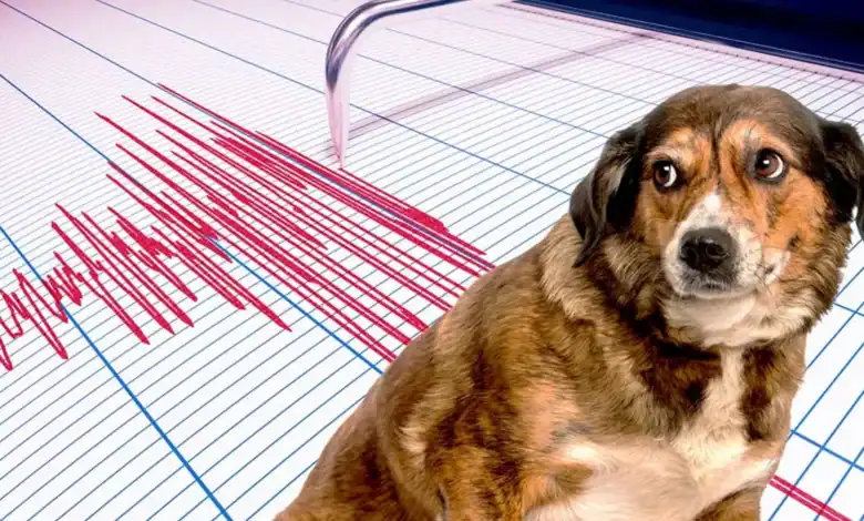 ما هي الحيوانات التي تتنبأ بالزلازل