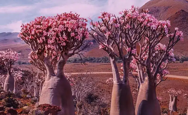 الجزر اليمنية