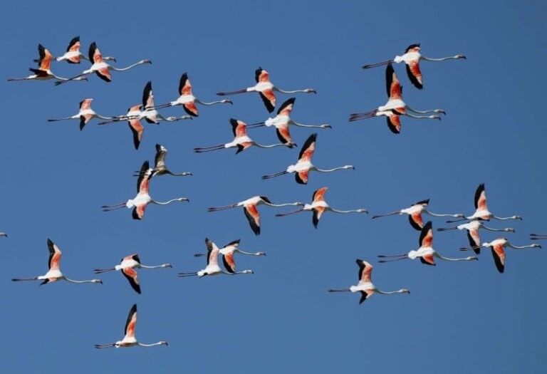 الطيور المهاجرة