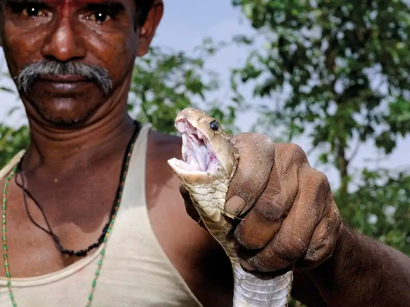 ثعبان سام في المستشفى