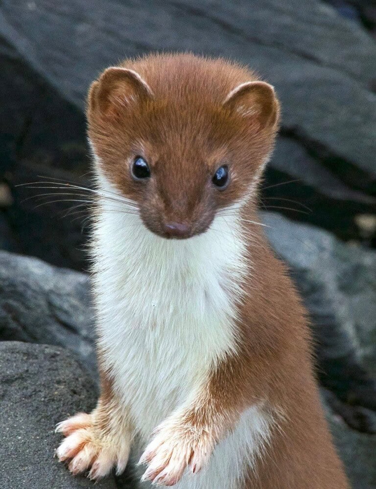 ابن عرس في نيوزيلندا