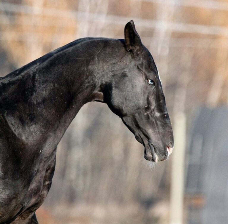 الأكحل تيكي الخيل التركماني