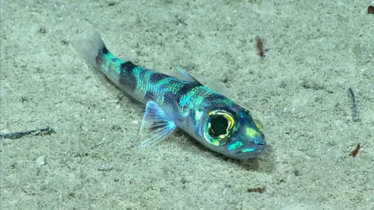 أغرب الكائنات في البحار