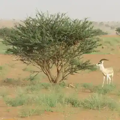 النباتات النادرة في العالم العربي