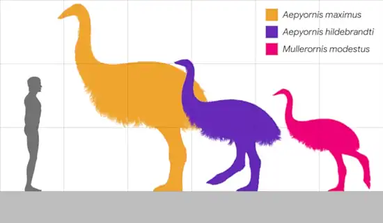 النعامة مقارنة بالإنسان