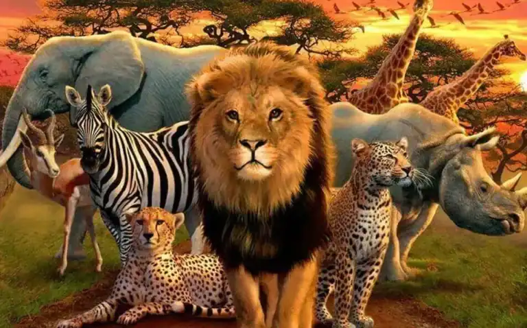 ما هي الحياة البرية