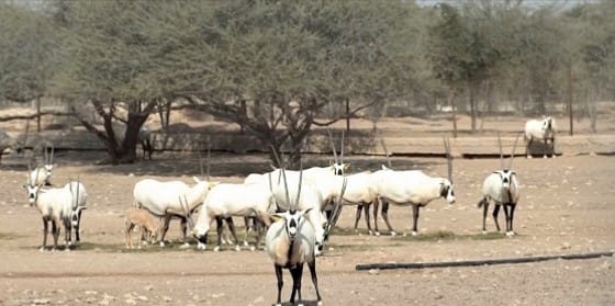 محمية الشحانية - قطر