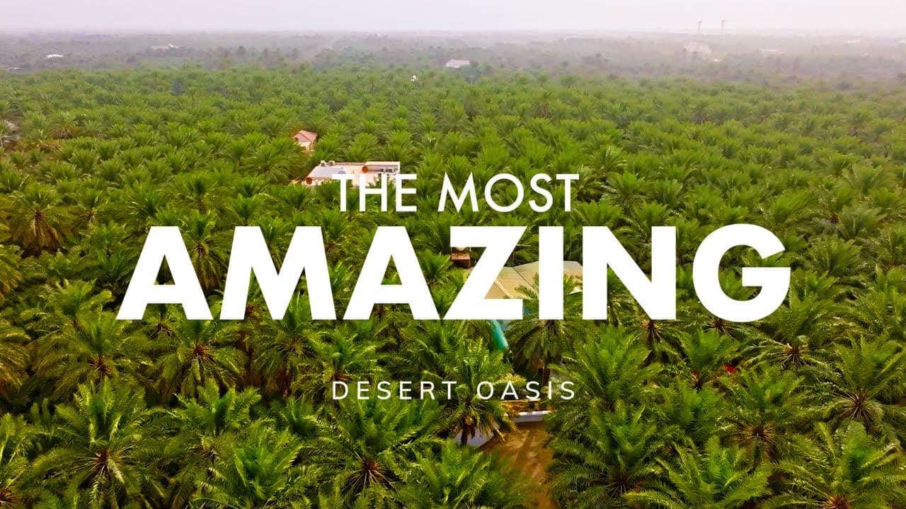 منظر جوي لواحة الأحساء الخضراء