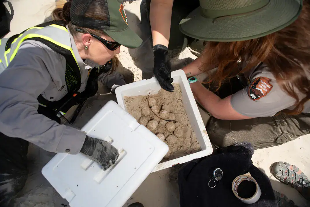 إنقاذ السلاحف البحرية