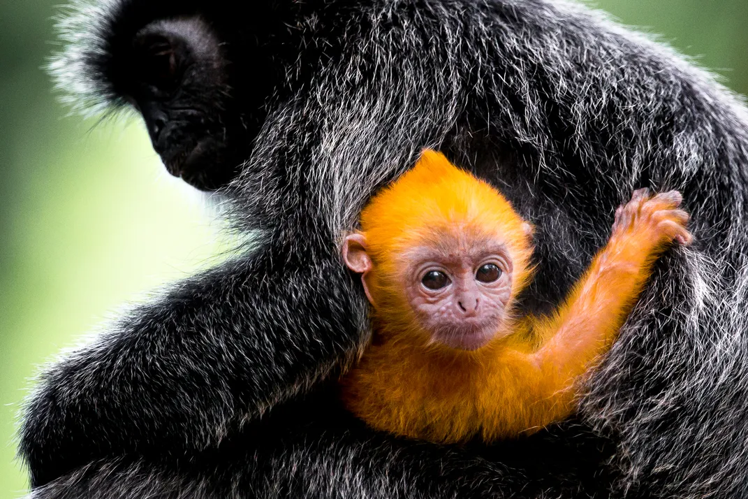 قردة أوراق فضية بالغة مع صغيرها ذي الفراء البرتقالي