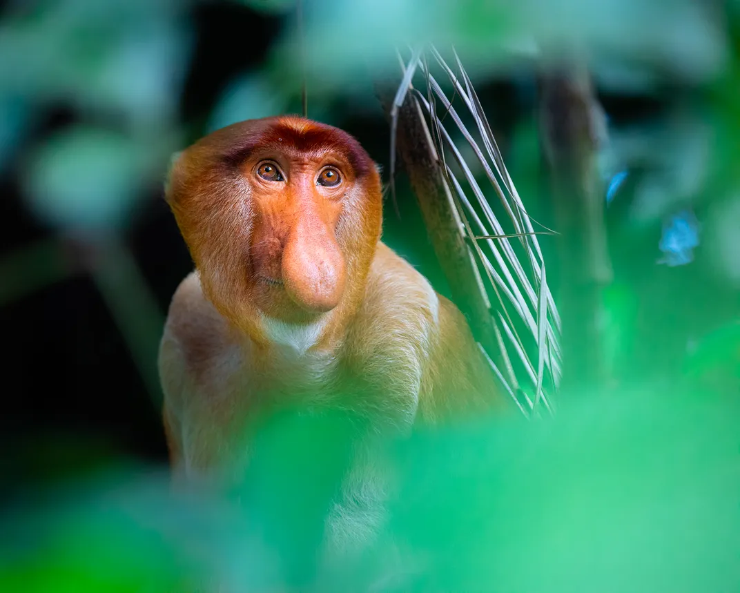 القرود الرائعة