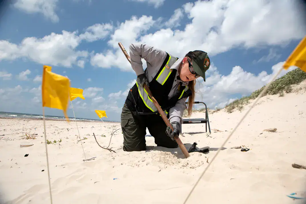 إنقاذ السلاحف البحرية