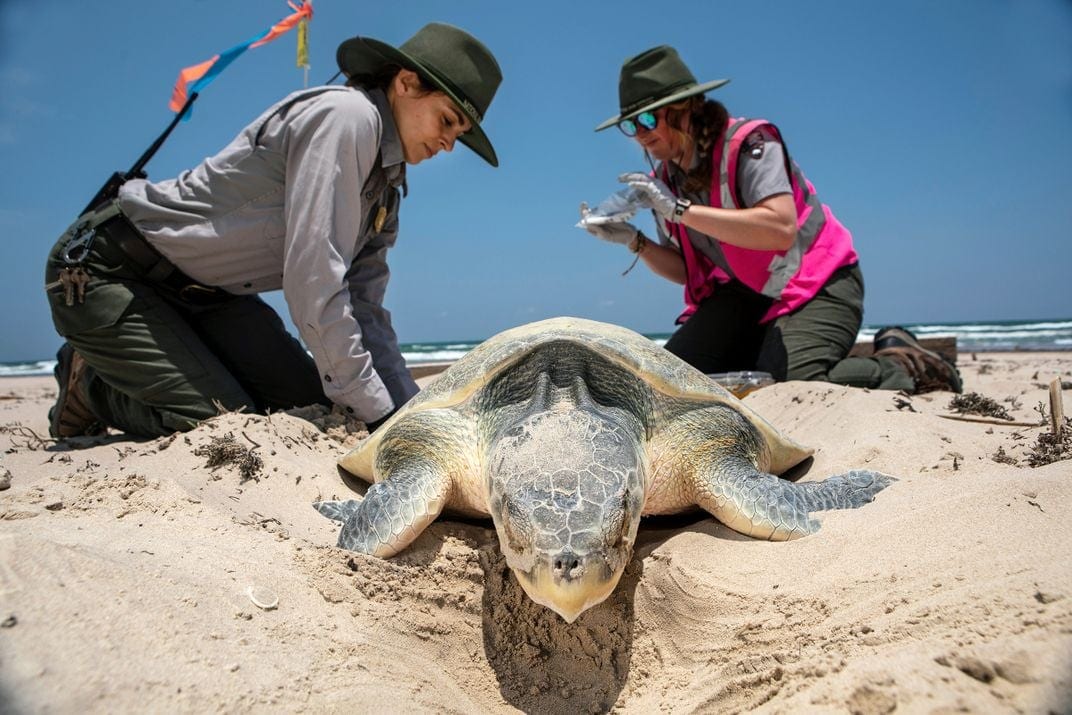إنقاذ السلاحف البحرية