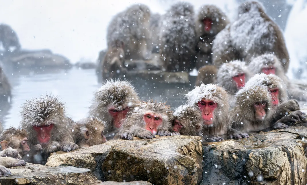 القرود الرائعة