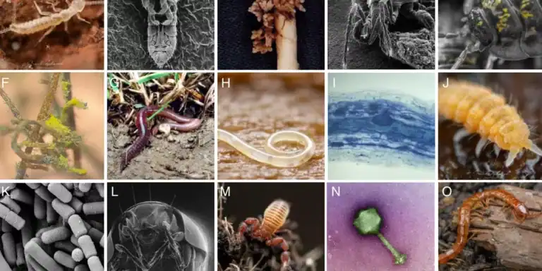 أنواع جديدة من الكائنات الحية