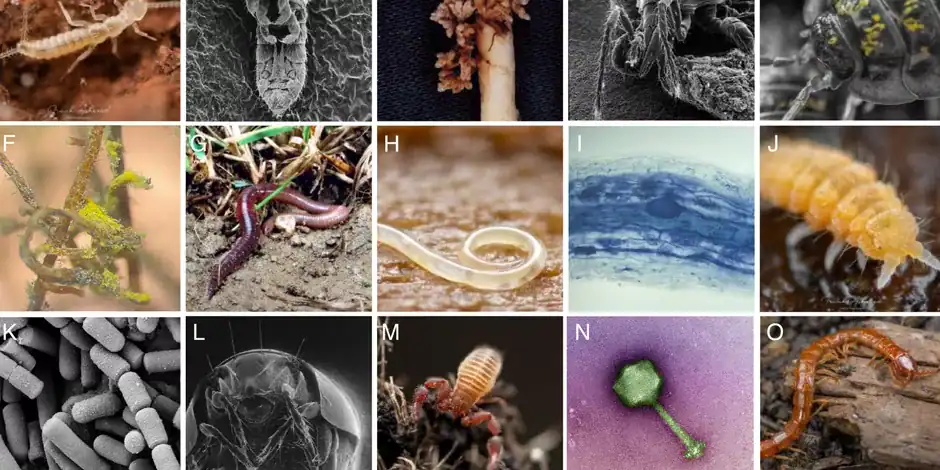 أنواع جديدة من الكائنات  الحية