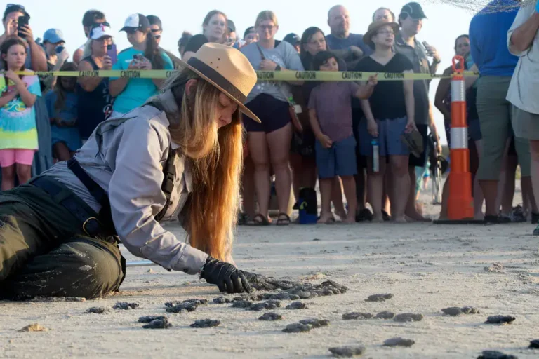 إنقاذ السلاحف البحرية