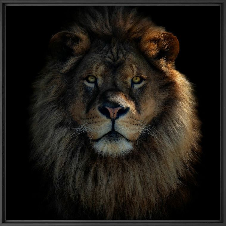 أسد مهيب ينظر مباشرة إلى الكاميرا.