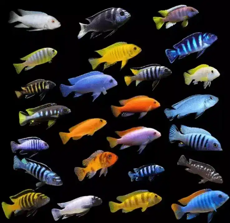 الأسماك مصادر الكالسيوم في الطبيعة