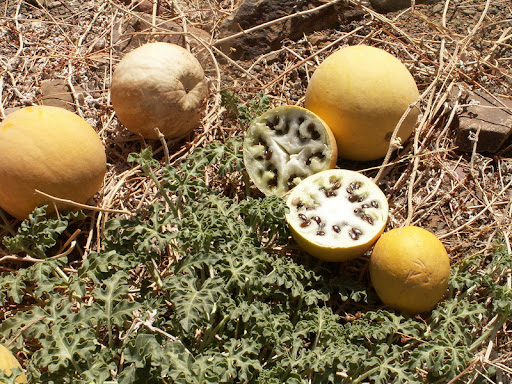 الحنظل