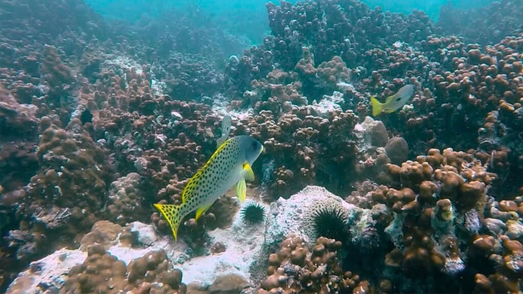 الحياة البحرية في الخليج