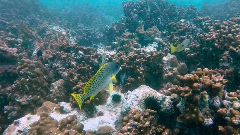 الحياة البحرية في الخليج