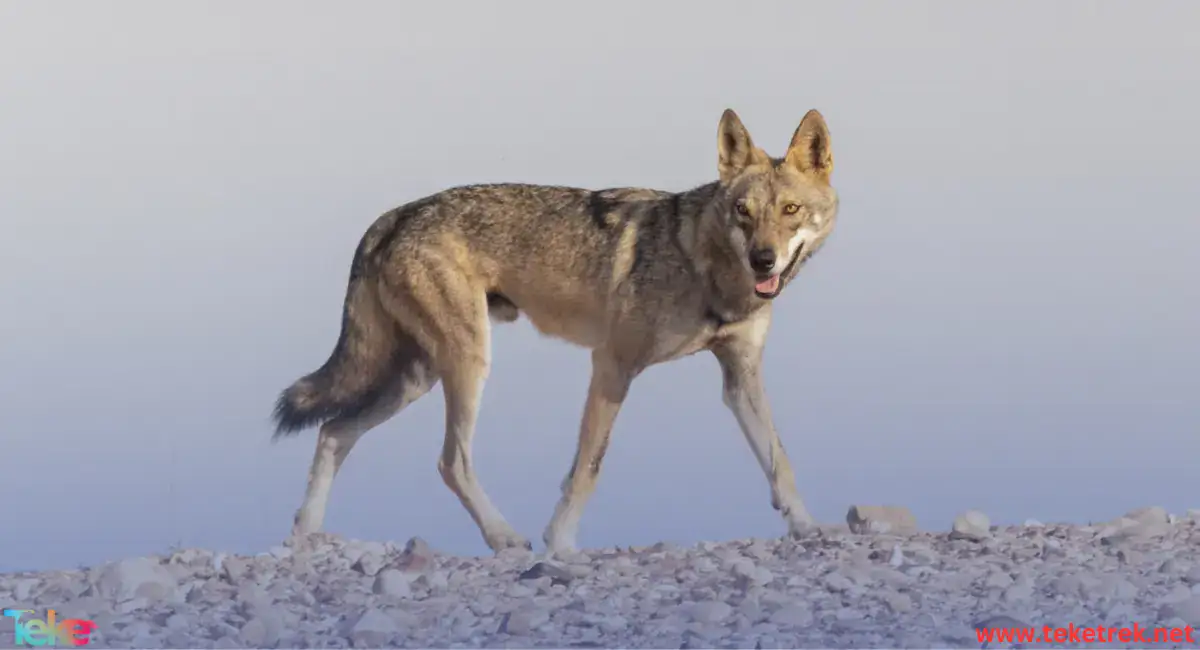 الذئب العربي في بيئته الصحراوية