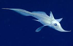 القرش الشبح