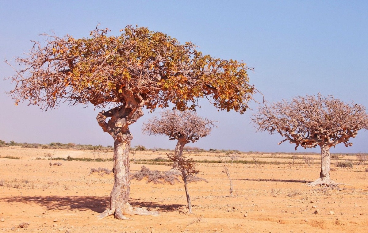 النباتات الطبية في التراث الخليجي