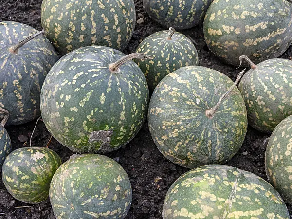 النباتات الطبية في التراث الخليجي