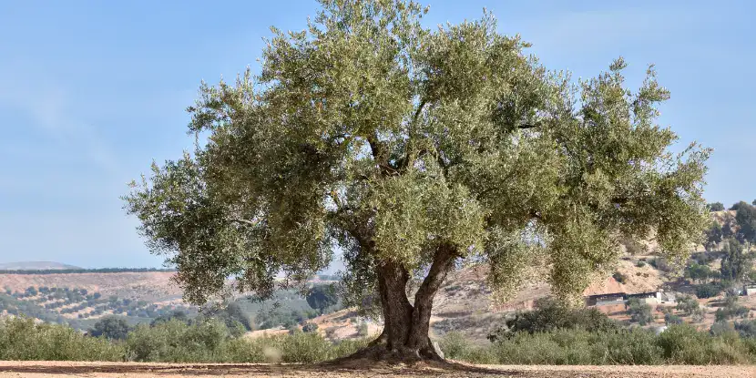 بستان زيتون قديم بأشجار معمرة
