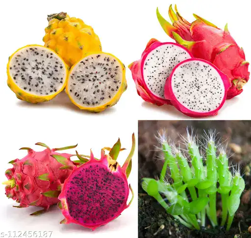 ثلاثة أنواع من فاكهة التنين