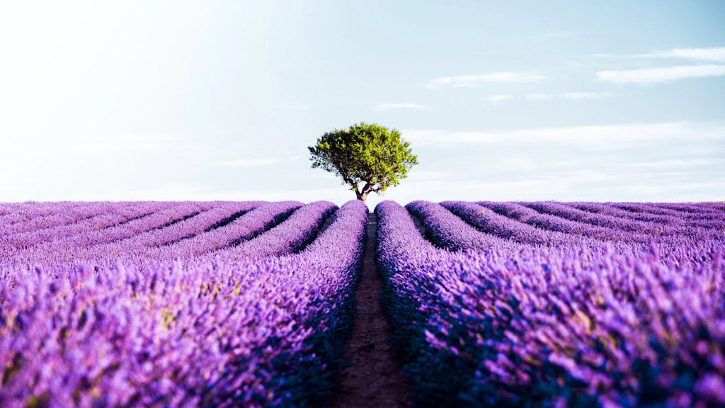 حقل من زهور الخزامى البنفسجية في بروفانس، فرنسا - فوائد الخزامى (اللافندر)