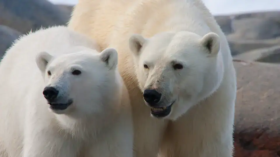 حيوانات القطب الشمالي