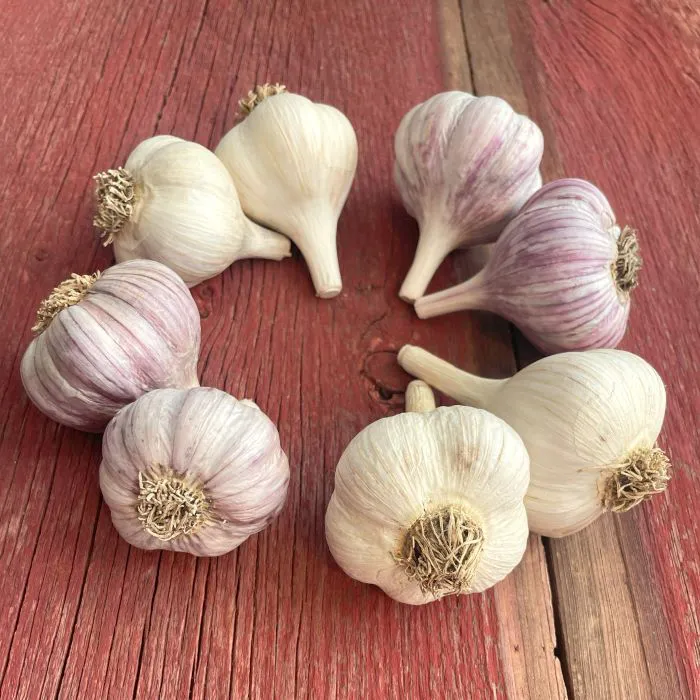 دور الثوم في تعزيز جهاز المناعة - فوائد الثوم الصحية