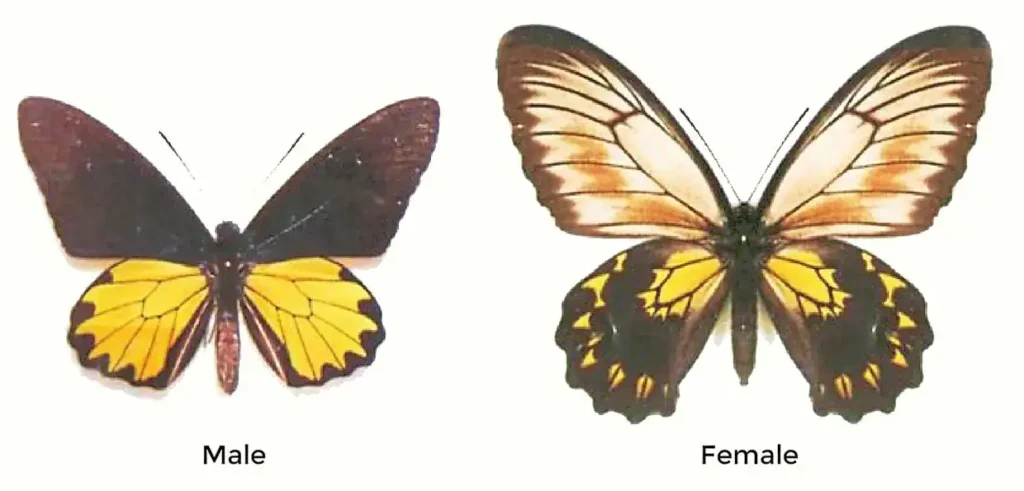 ذكر وأنثى فراشة جناح الطائر يظهران الاختلاف في الحجم والألوان