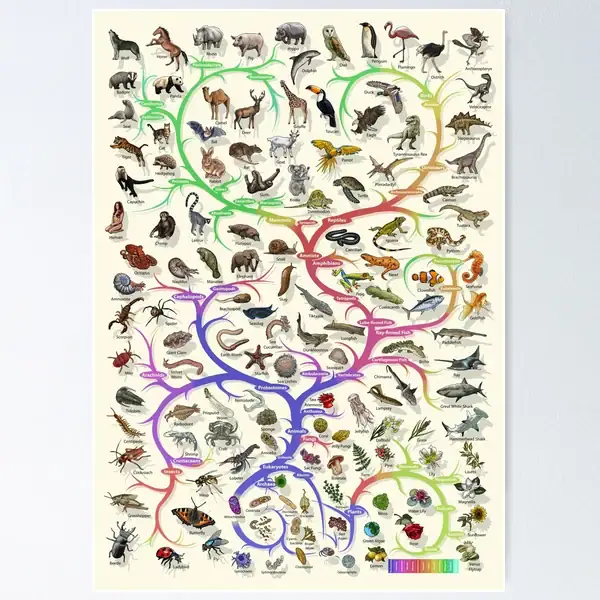 رسم توضيحي لشجرة التطور