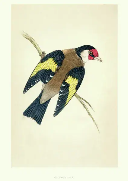 رسم توضيحي لمناقير طيور الحساسين