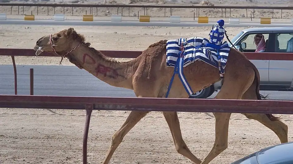 سباق هجن حديث مع الركبية الآليين