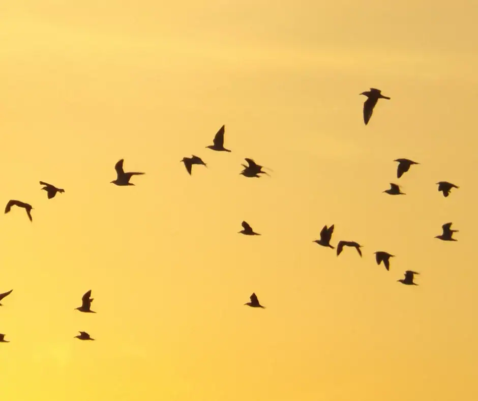 سرب من الطيور المهاجرة يحلق في السماء