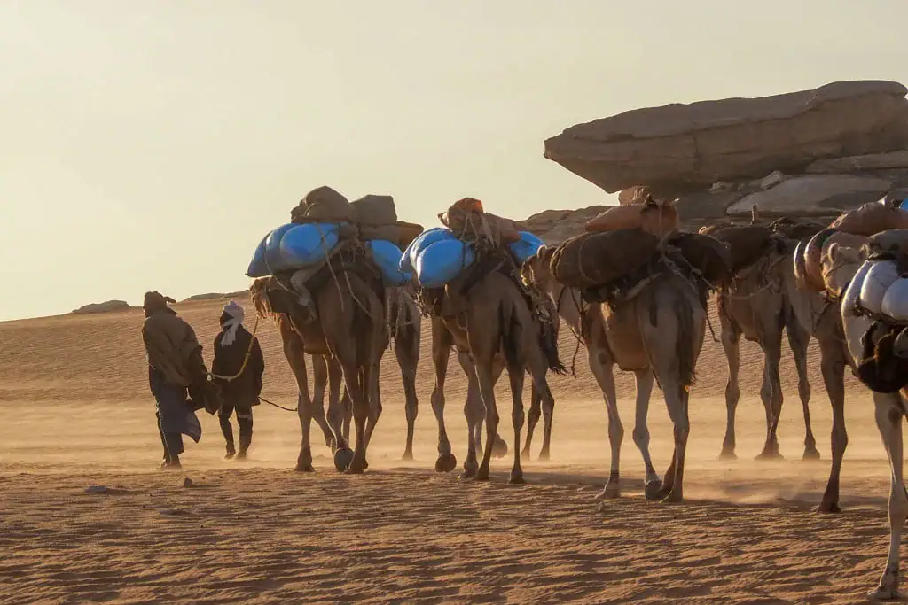 قافلة هجن في الصحراء