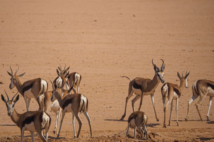 المحميات الطبيعية في السعودية