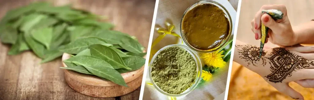 مراحل الحناء من الشجرة إلى العجينة