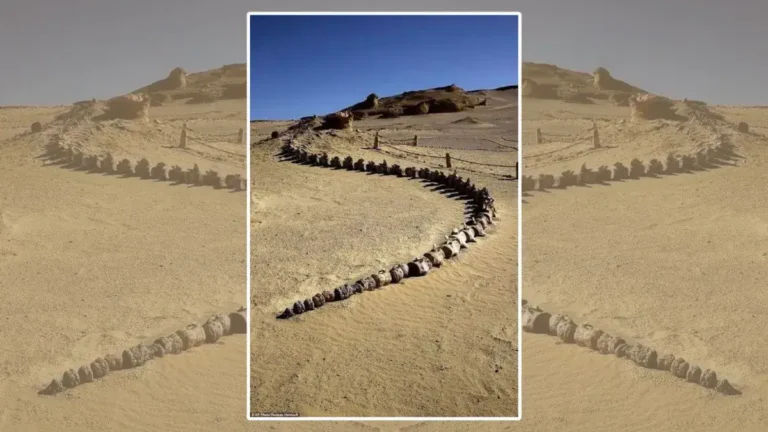 اكتشاف حوت برمائي