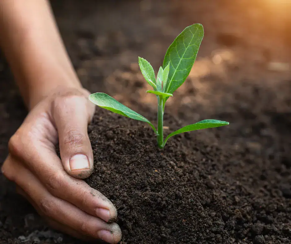 يدان تقومان بغرس شتلة صغيرة في التربة