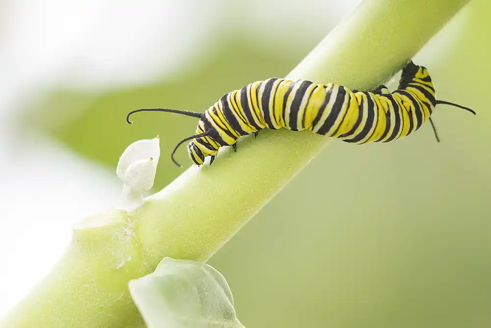 يرقة فراشة الملك الملونة