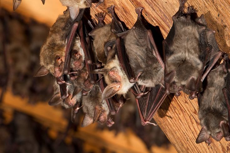 Wooden bat house installed on a tree in the backyard