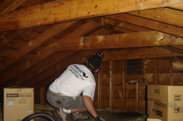 A bat control specialist inspecting a roof for bat entry points