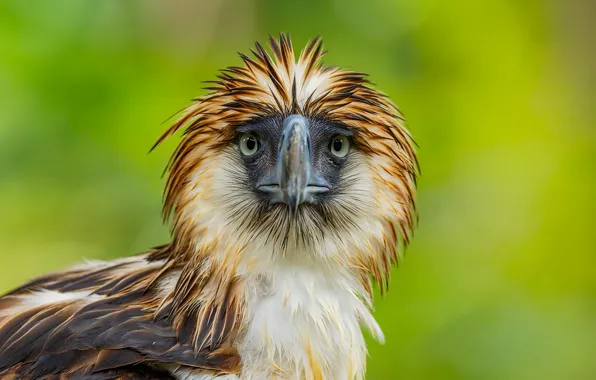 Philippine Eagle: Philippine Eagle – one of the rarest birds in the world